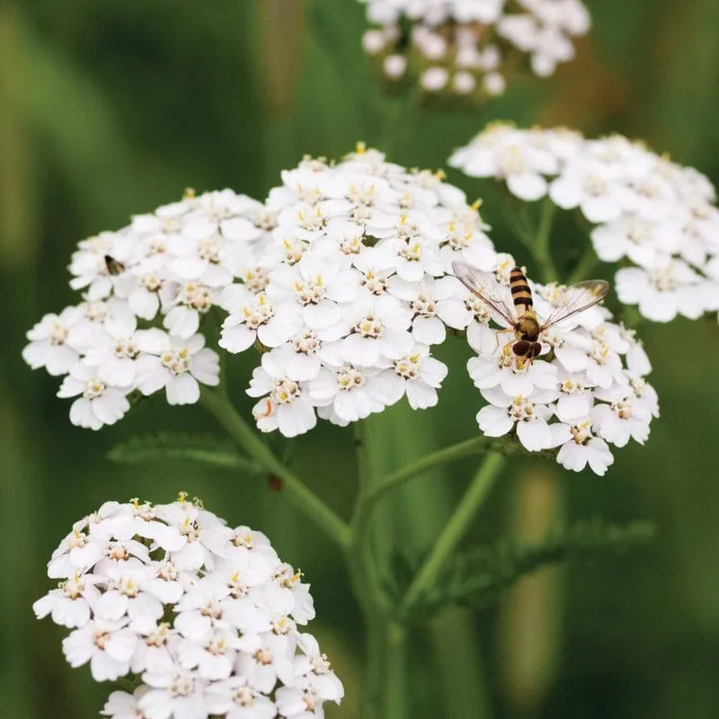 World Botanics Yarrow duizendblad bloemzaden vast