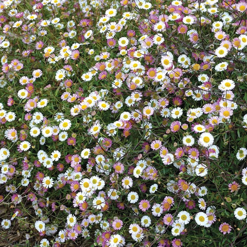 World Botanics Stallone erigeron bloemplanten 15 tuinplanten