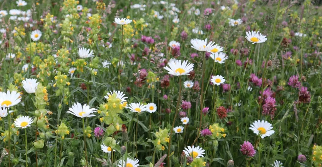MediGran Wadiflora WA-10 wadizaden inheems