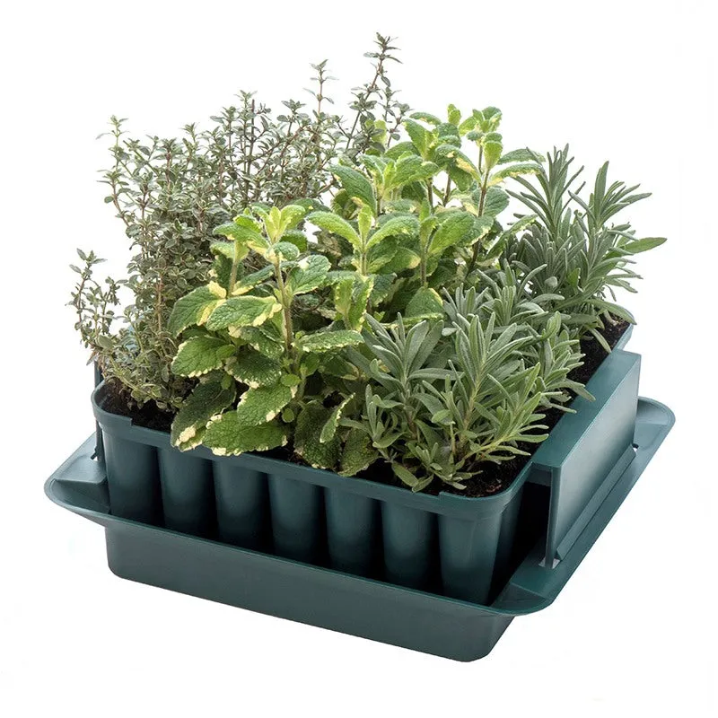 World Botanics Compact Plant Trainer kweekbak 49 vakjes