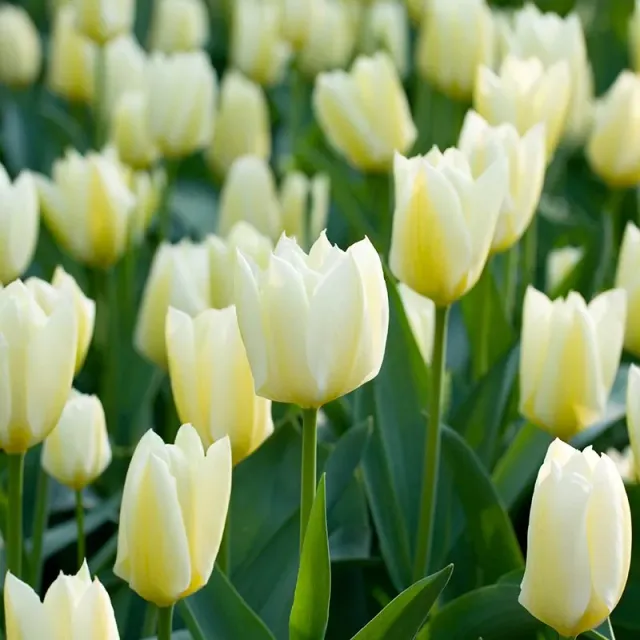 World Botanics Tulip Purissima bloembollen 15 stuks crème