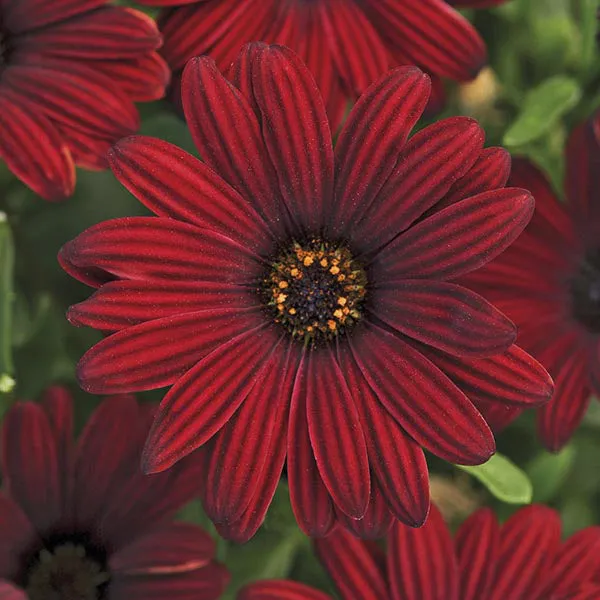 World Botanics Osteospermum Serenity bloemplanten 15 stuks mix