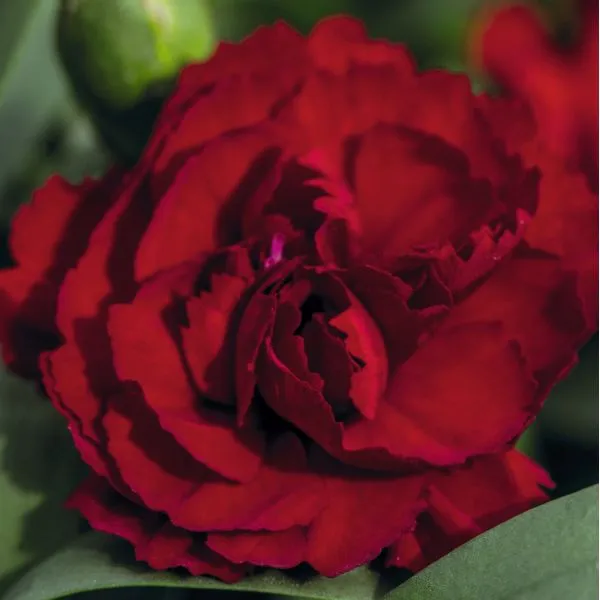 World Botanics Sweet Pleasure dianthus planten 15 stuks mix