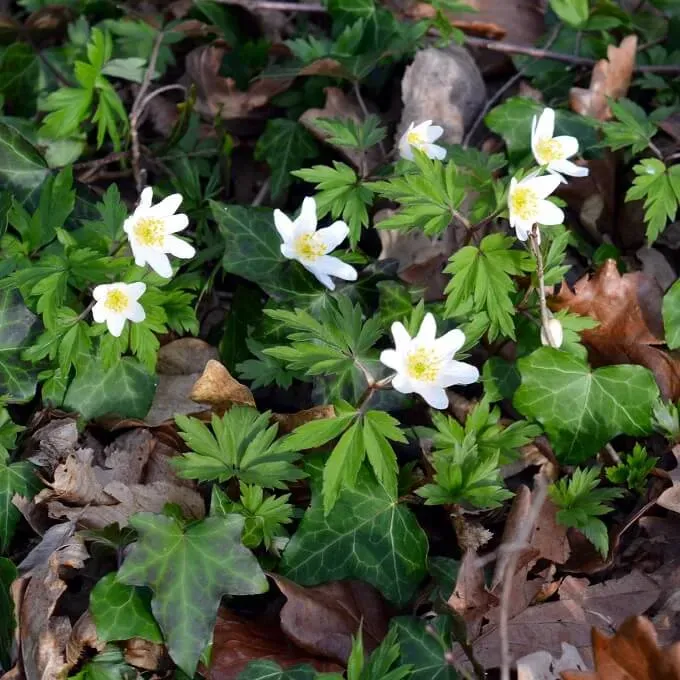 MediGran Anemone nemerosa Bosanemoon zaden schaduw