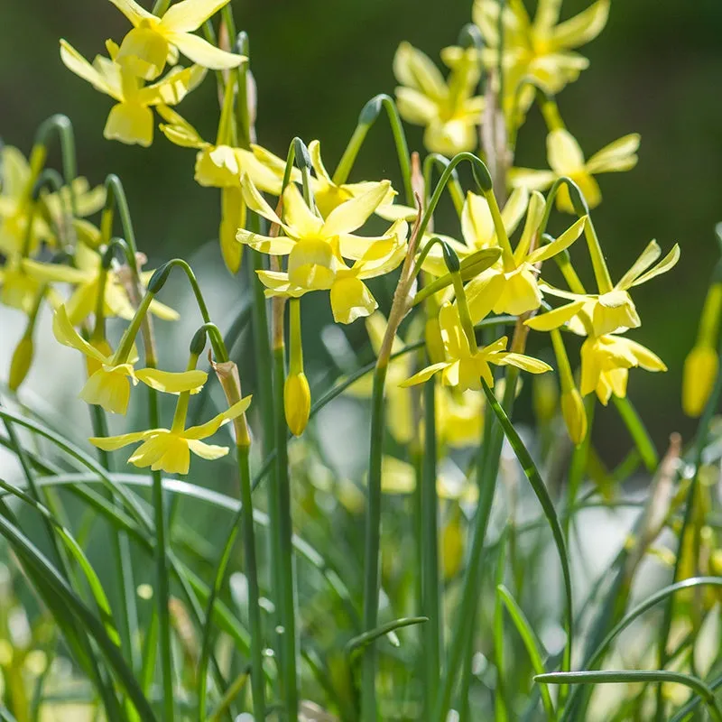 World Botanics Narcissus Hawera bloembollen 15 stuks geel