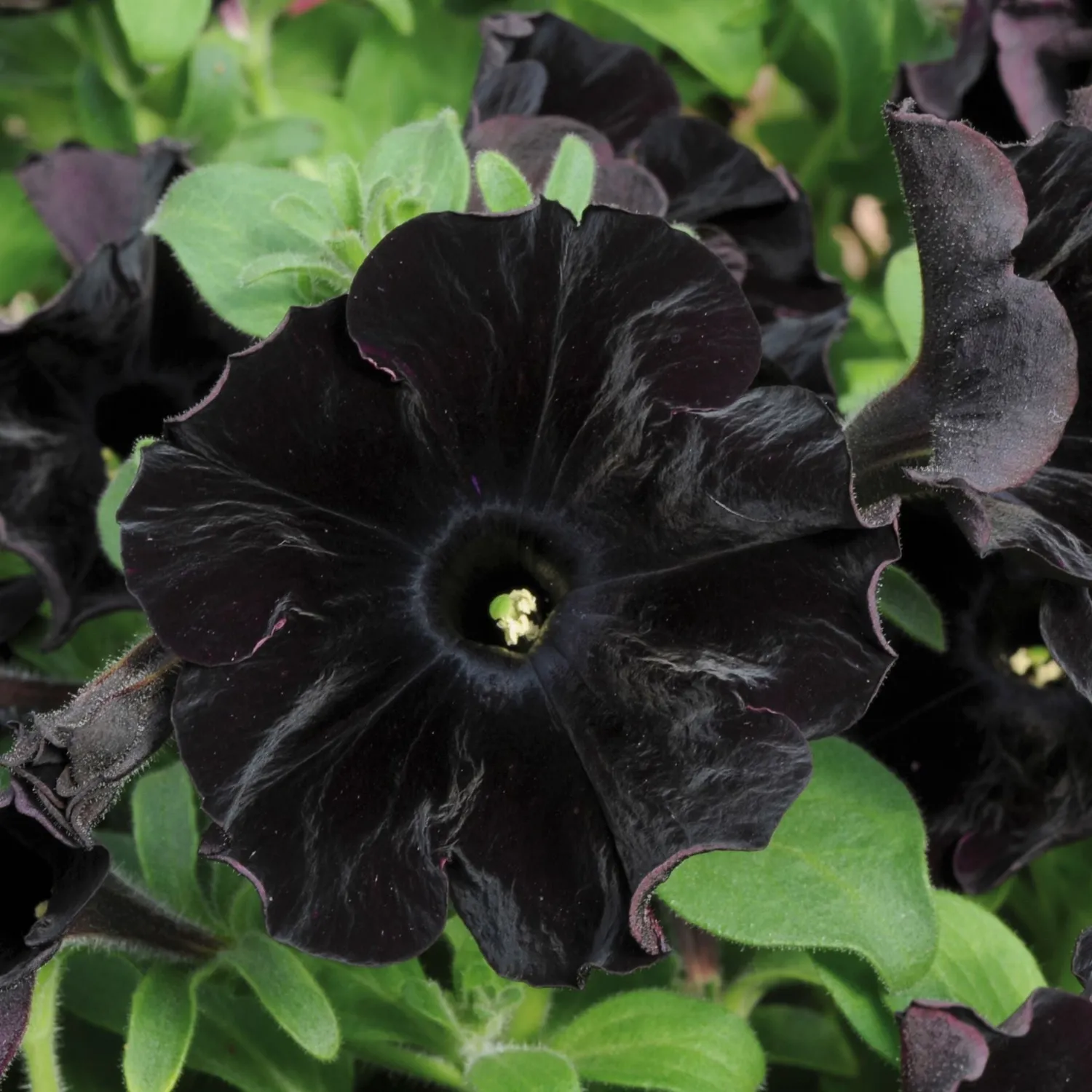 World Botanics Black Velvet petunia 5 jonge planten