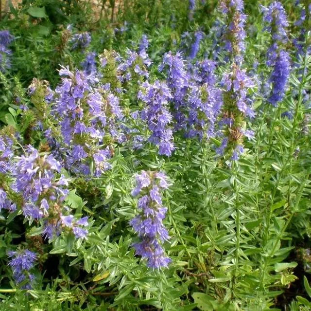 MediGran Hyssop Hyssopus officinalis zaden onbespoten