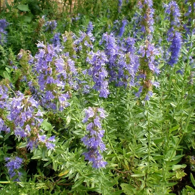 MediGran Hyssop Hyssopus officinalis zaden onbespoten