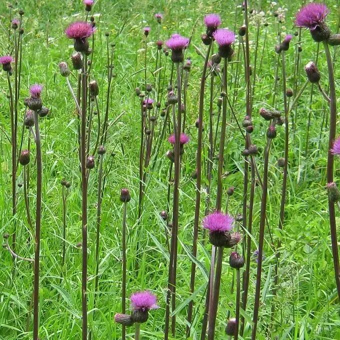 MediGran Sombere vederdistel Cirsium heterophyllum zaden bio