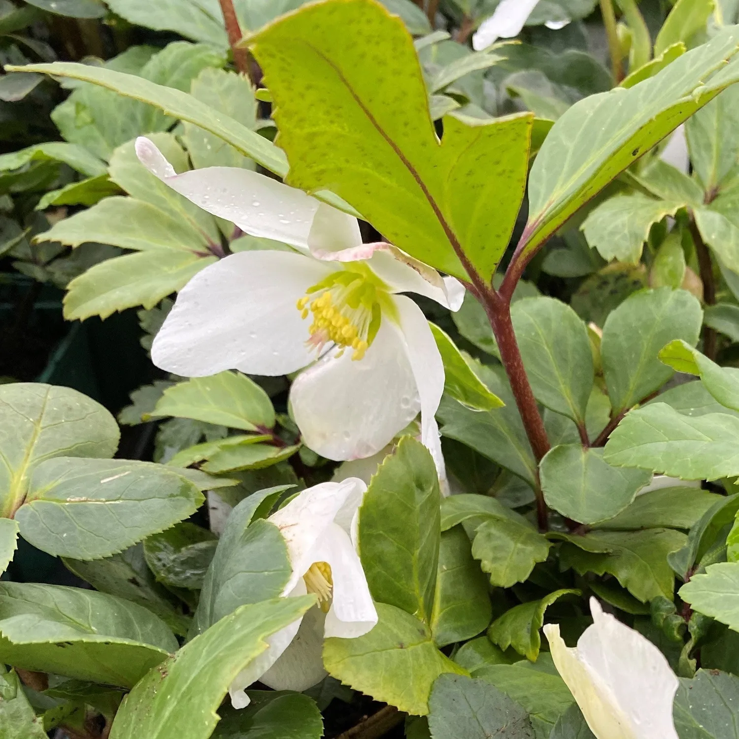 World Botanics Helleborus Niger Christmas Carol kerstroos 9cm wit