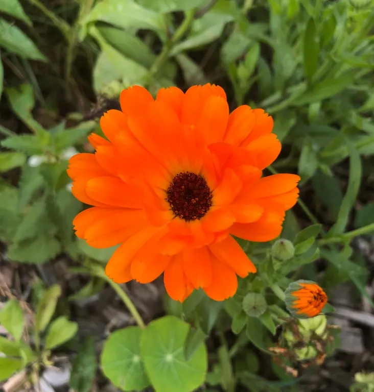 Vitale Rassen oranje goudsbloem zaden onbespoten