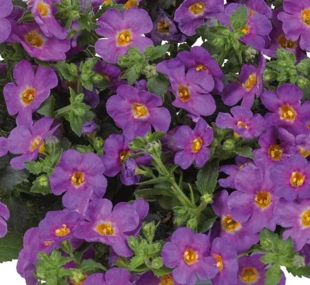 World Botanics Bacopa Purple bloemplanten 15 jonge planten