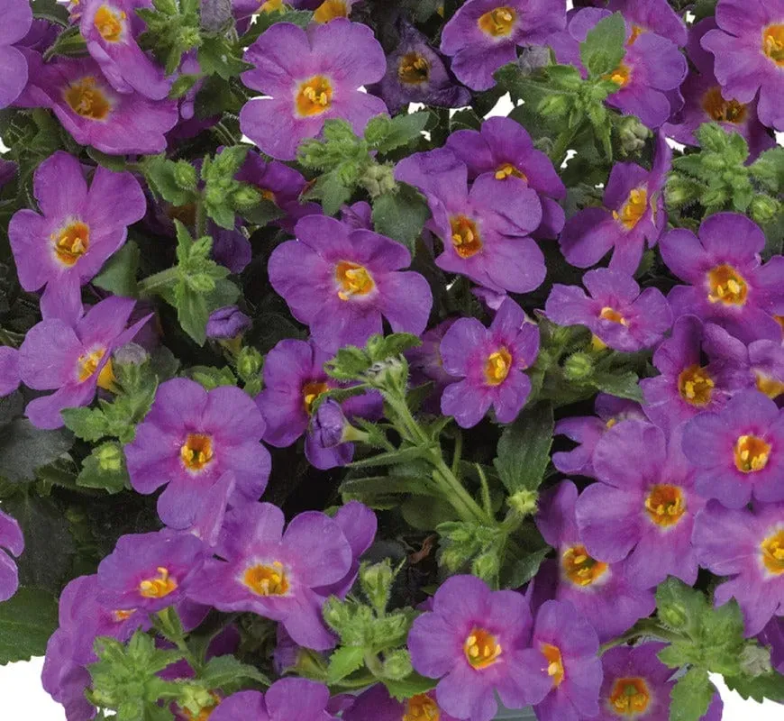 World Botanics Bacopa Purple bloemplanten 15 jonge planten