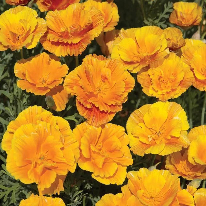 World Botanics Lady Marmalade slaapmutsje zaden oranje