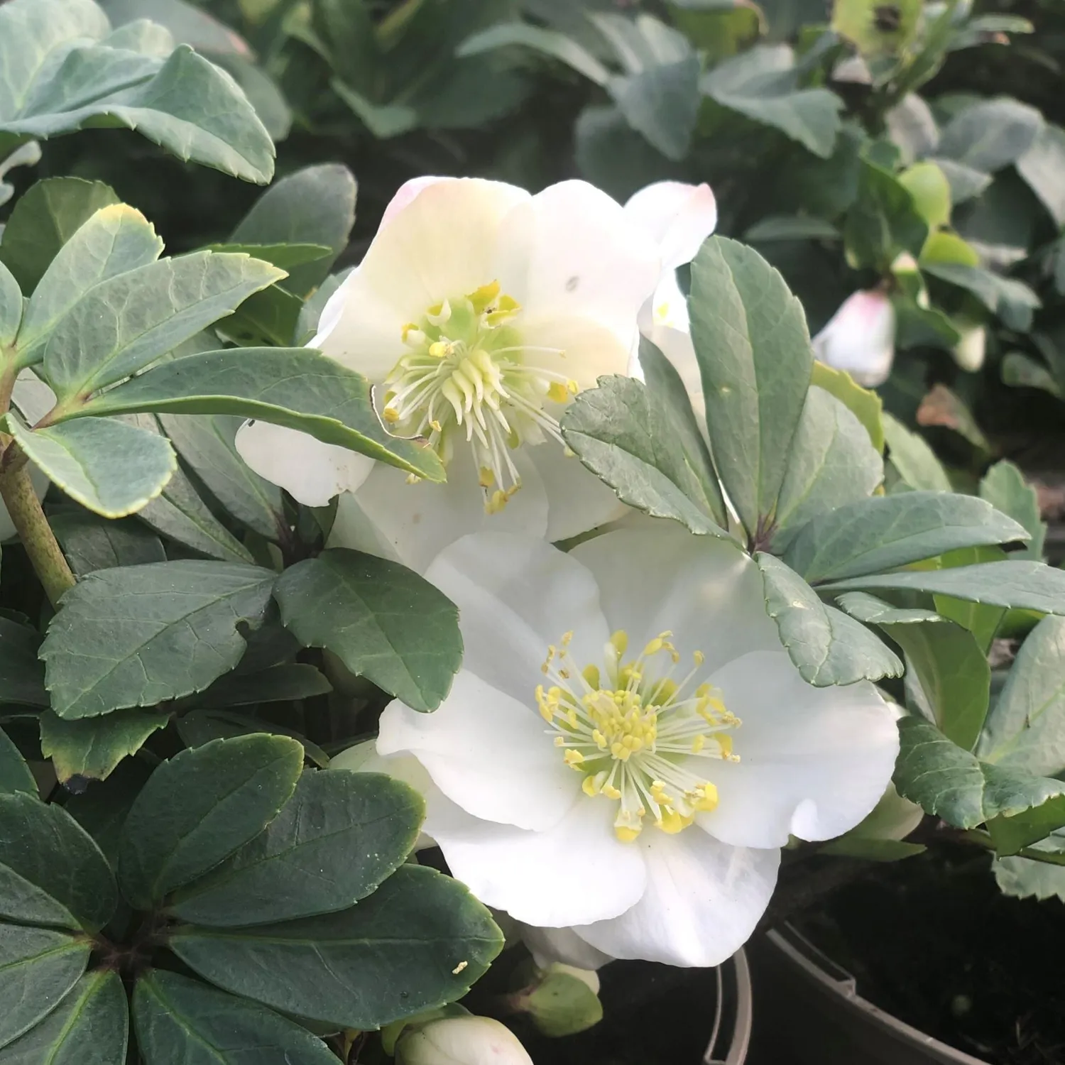 World Botanics Helleborus Niger Christmas Carol kerstroos 9cm wit