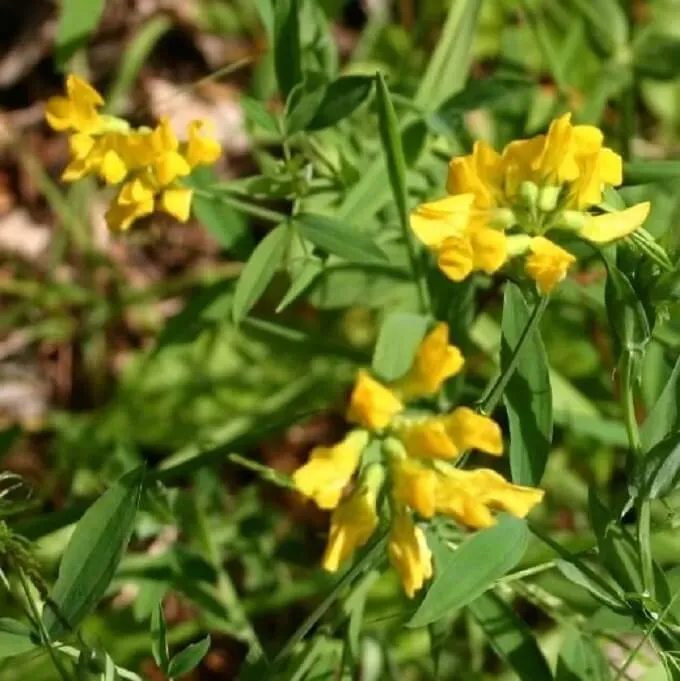 MediGran Lathyrus pratensis veldlathyrus zaden onbespoten