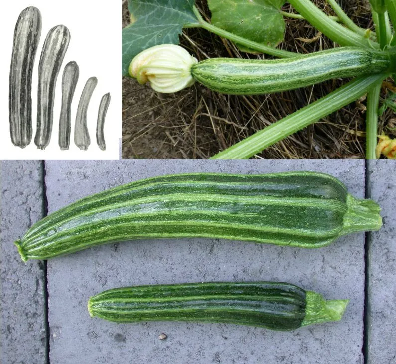 De Tuinen van MergenMetz Courgette Costata Romanesco zaden 10 stuks