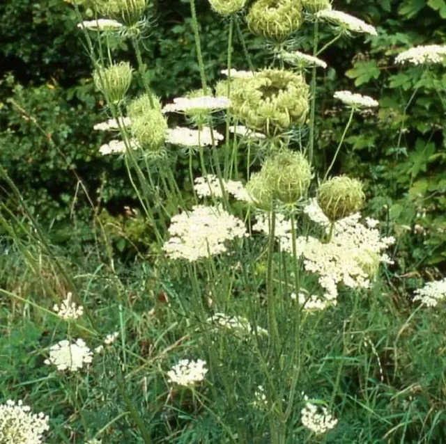 MediGran Daucus carota wilde peen zaden onbespoten