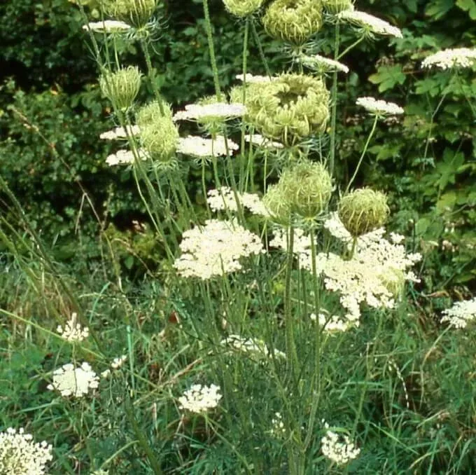 MediGran Daucus carota wilde peen zaden onbespoten