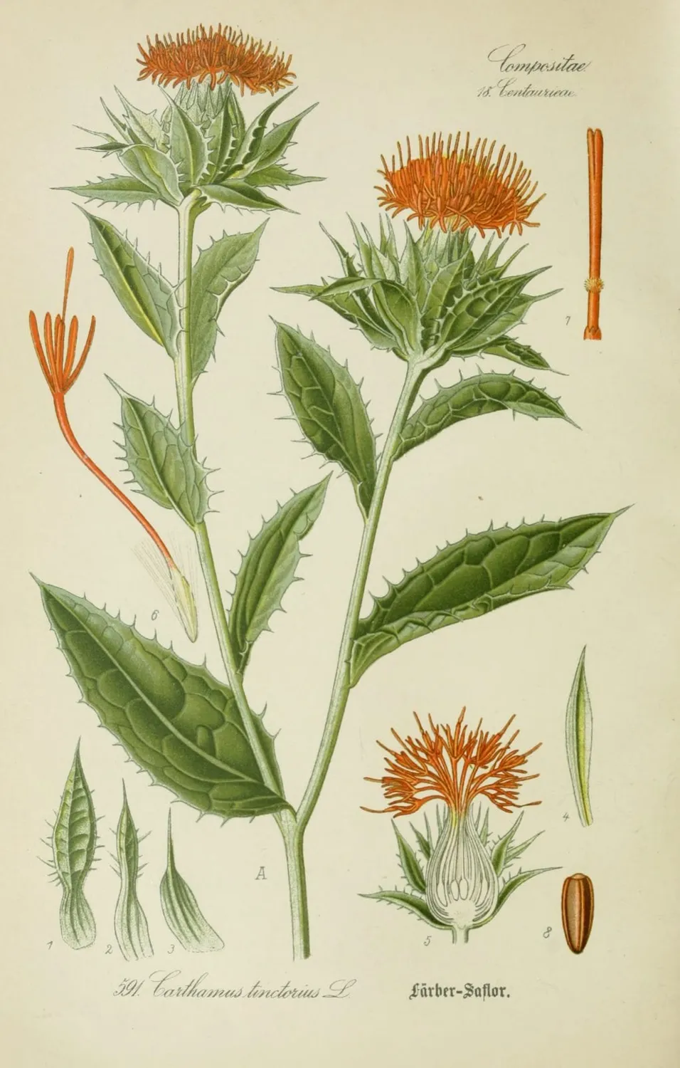 De Tuinen van MergenMetz Saffloer zaden 20 stuks oranje droogbloem