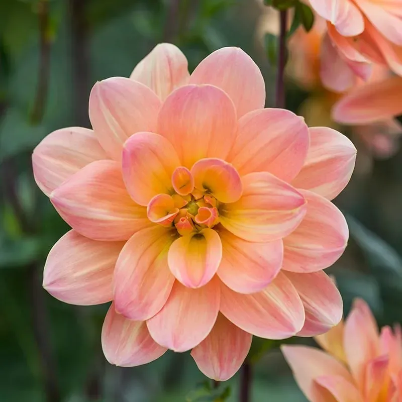 World Botanics Dahlia Mr Frans knol 1 stuk abrikoos