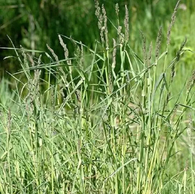 MediGran Kropaar Dactylis glomerata zaden onbespoten