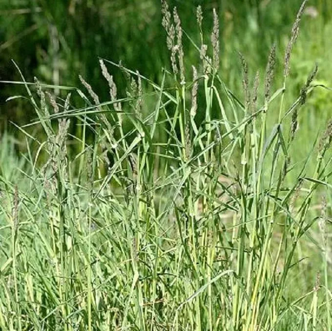 MediGran Kropaar Dactylis glomerata zaden onbespoten