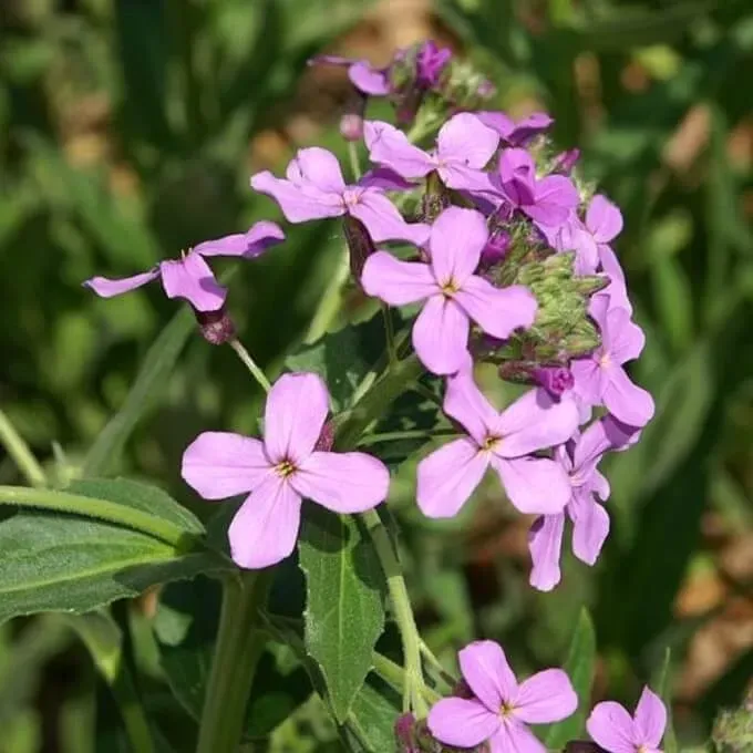MediGran Damastbloem Hesperis matronalis zaden avondgeur