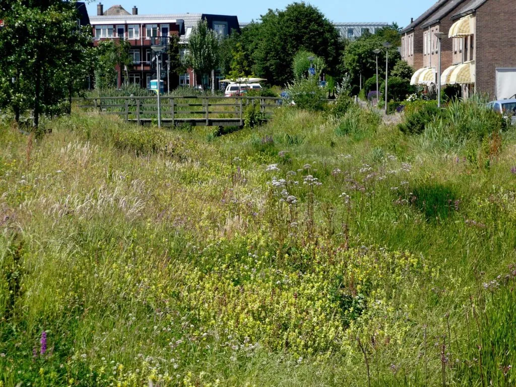 MediGran Graslandflora GN-28 bloemenmengsel vochtige klei