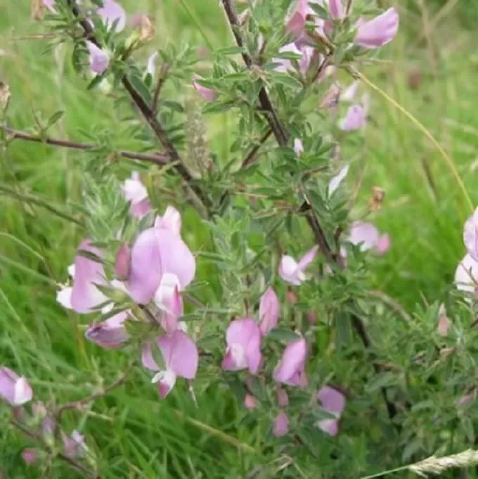 MediGran Kattendoorn Ononis spinosa zaden onbespoten
