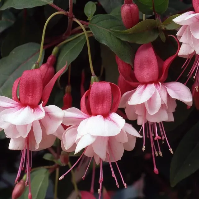 Johnsons Spion Kop fuchsia struik 5 jonge planten