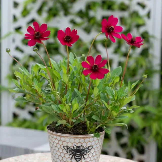 World Botanics Cherry Chocolate cosmos 3 jonge planten