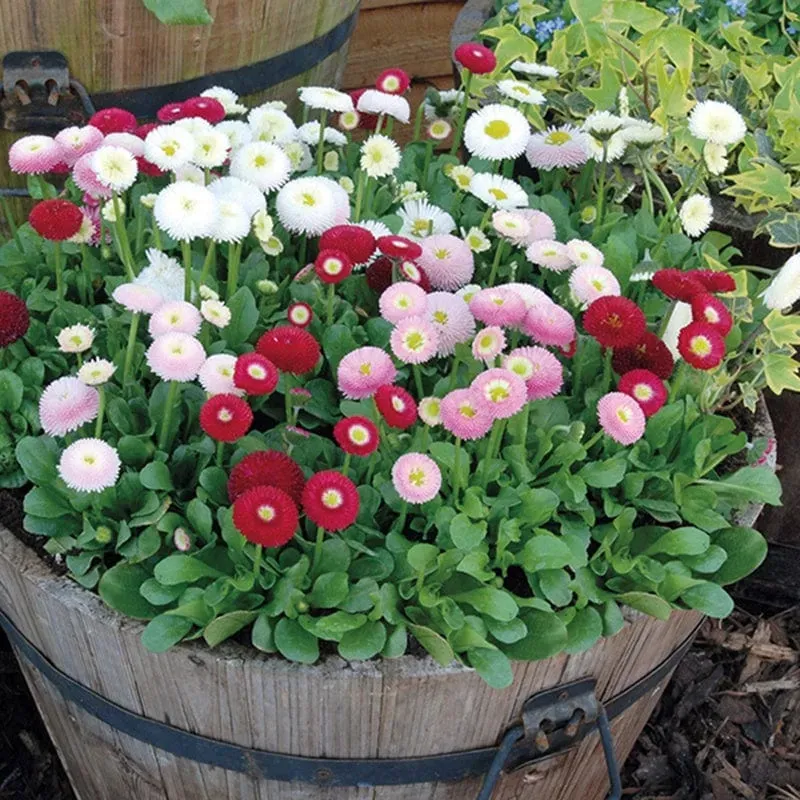 World Botanics Bellis Bellisima Mixed tuinplanten 15 stuks gemengd