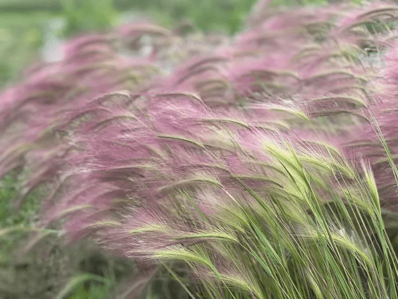 World Botanics Hordeum Ricky siergras zaden roze