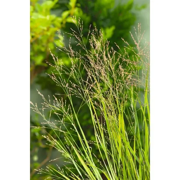 World Botanics Panicum Heavy Metal siergras 1 pot