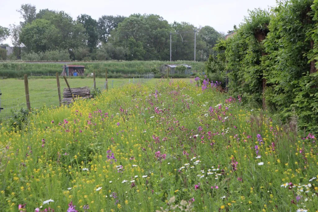 MediGran Landschapsflora LKV-10 zadenmengsel inheems