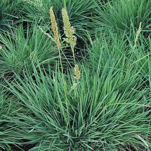 MediGran Koeleria glauca Blauw fakkelgras zaden blauwbladig