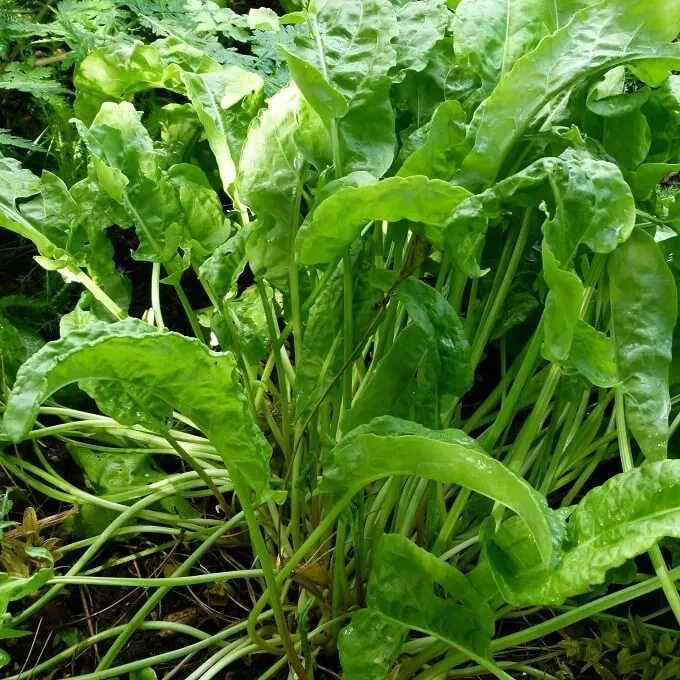 MediGran Fenegriek Trigonella foenum-graecum zaden onbespoten