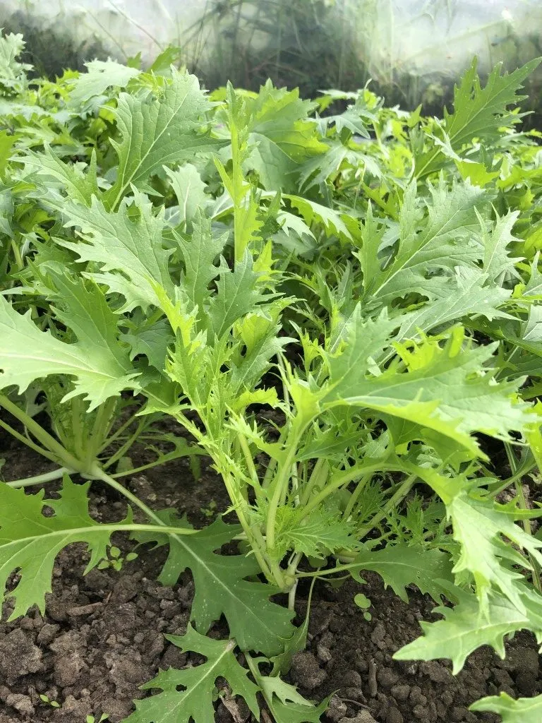 Vitale Rassen Mizuna raapsteel zaden snelgroeiend