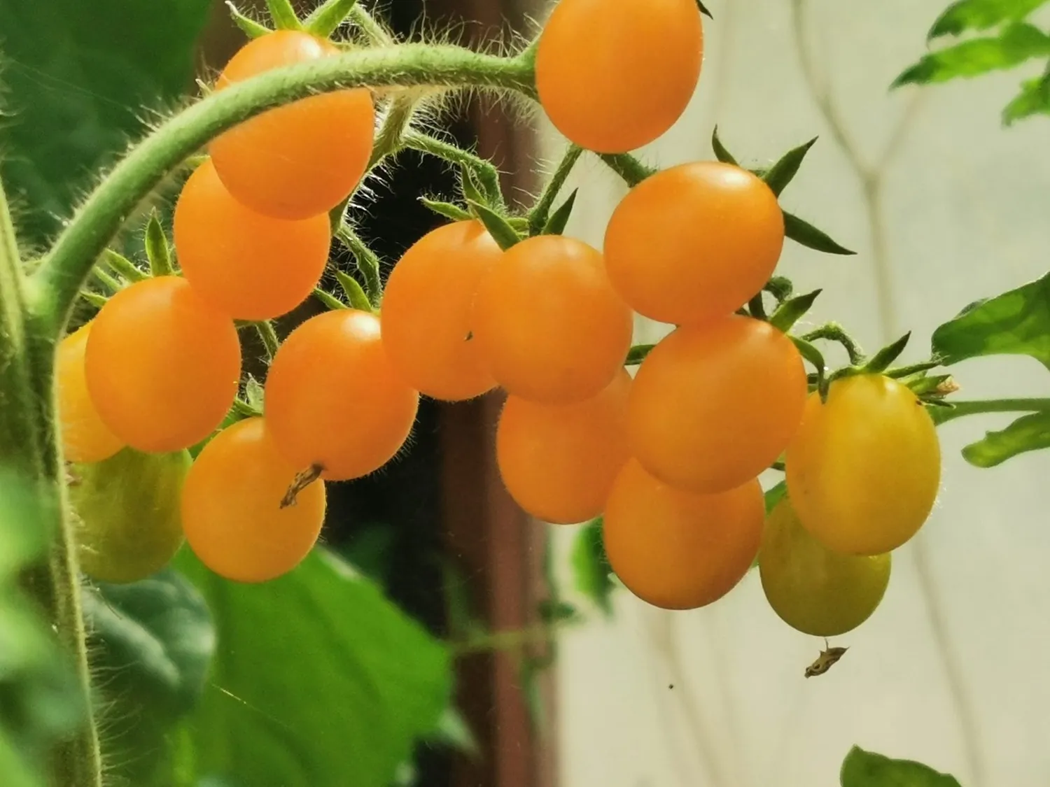 De Tuinen van MergenMetz Galapagos tomatenzaden 10 stuks wild