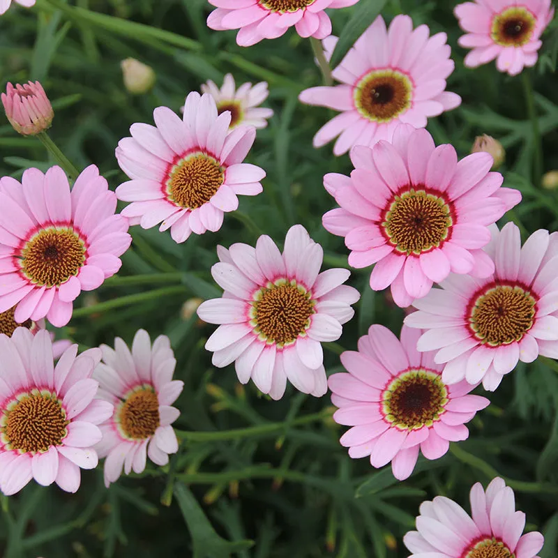 World Botanics Argyranthemum Grandaisy Collection zomerbloeier 15 stuks