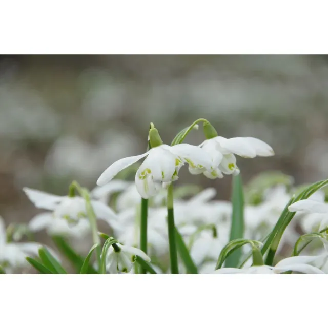 World Botanics Galanthus Flore Pleno sneeuwklokje 20 bollen