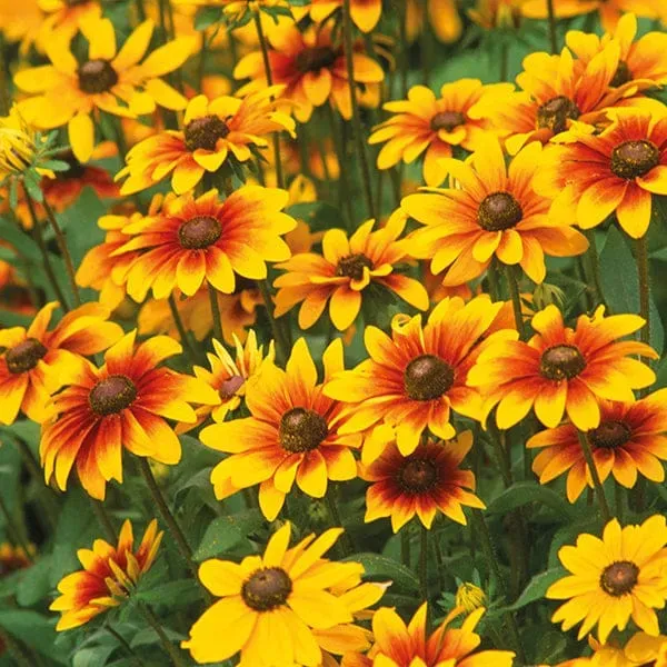 World Botanics Toto Mixed rudbeckia planten 15 stuks