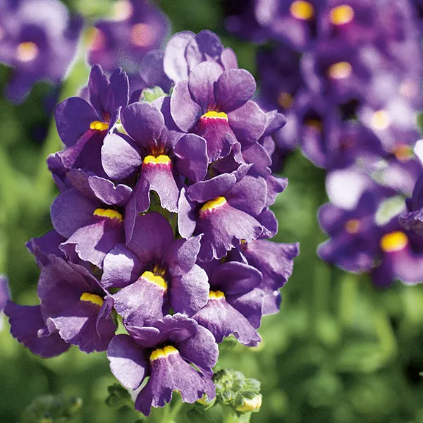 World Botanics Nemesia Karoo bloemenplanten 15 stuks geurend