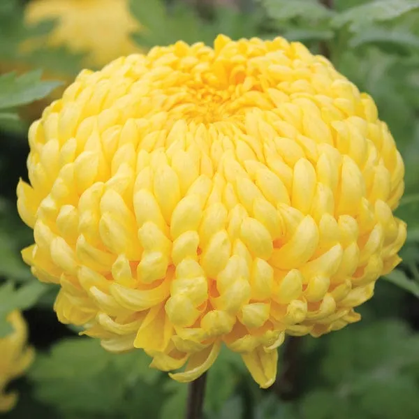 World Botanics Chrysanthemum Growers Collection 5 planten snijmix