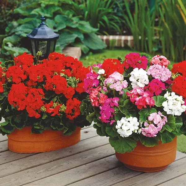 World Botanics Palladium Mixed geranium planten 15 stuks zomer