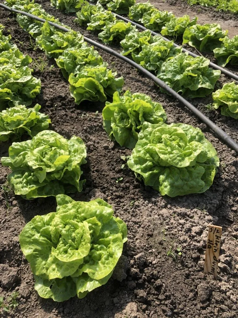 Vitale Rassen Kropsla mini Klein Duimpje zaden onbespoten