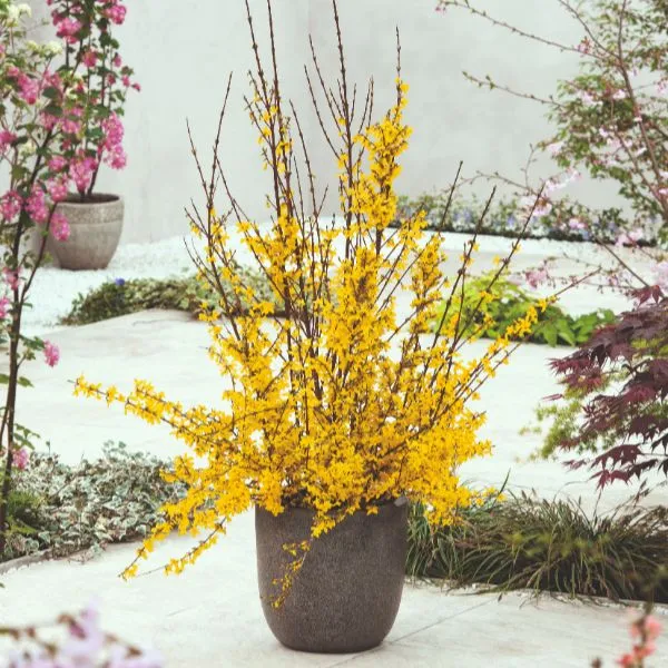 World Botanics Weekend forsythia struik geel 9cm pot