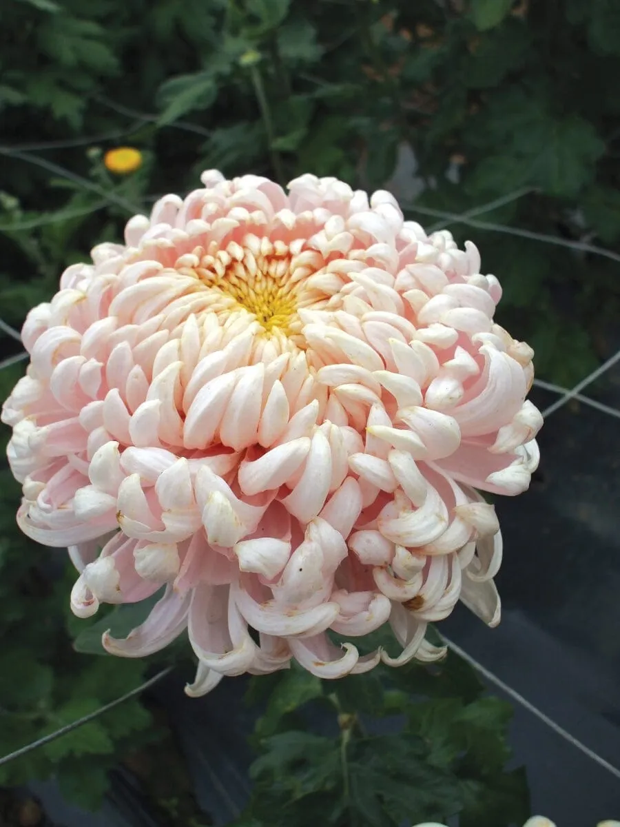 World Botanics Chrysanthemum Growers Collection 5 planten snijmix