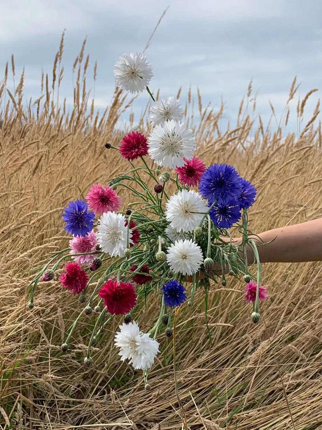 Vitale Rassen Korenbloem Mix zaden onbespoten